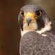 Image for article titled Scientists Have Mapped Out A 'Mind-Blowing' Tree Of Avian Evolution